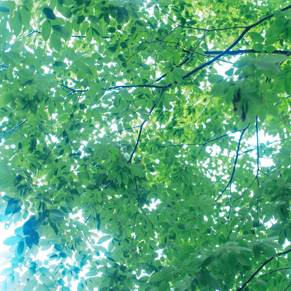 leaves_JKT_forNews_0.jpg